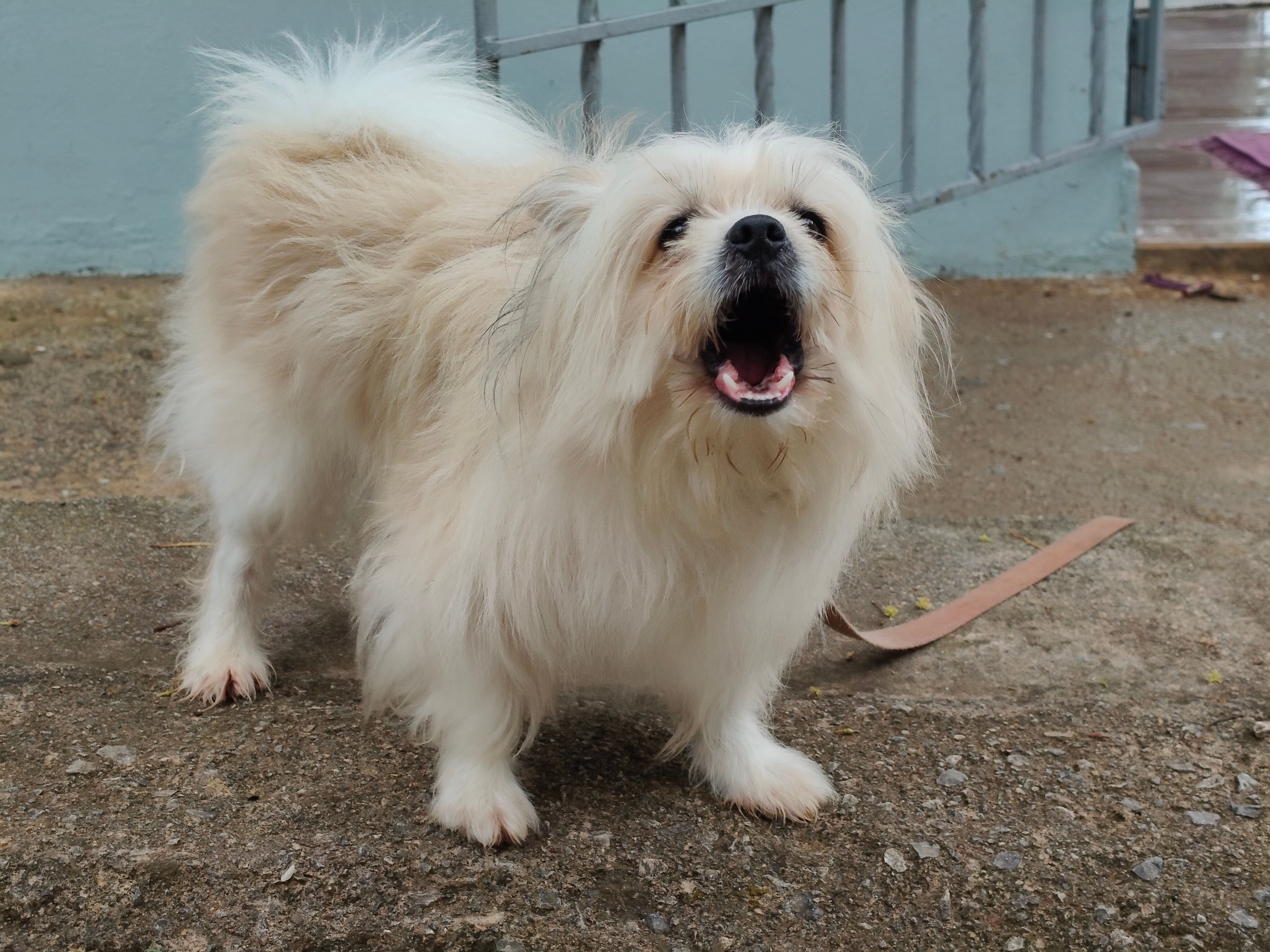 Charming fluffy Pekingese dog barking outside on a paved patio, showcasing its playful nature.